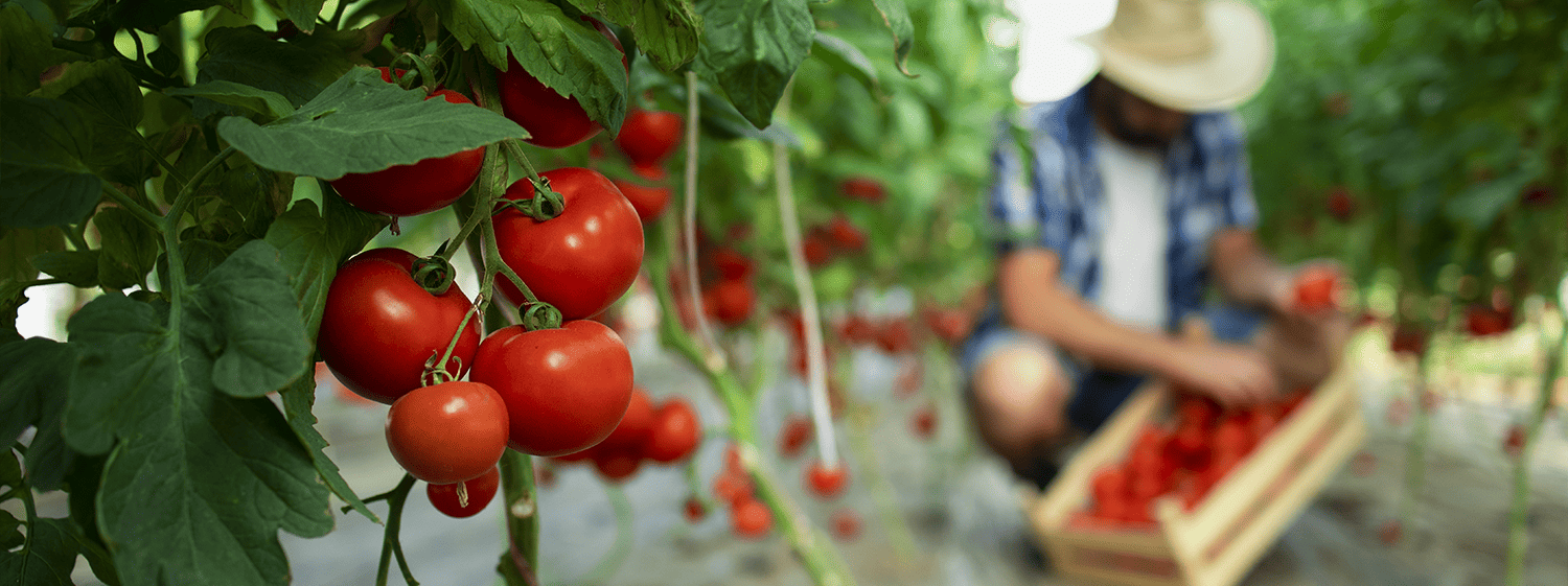 Gafsa : La récolte des tomates saisonnières estimée à 40 mille tonnes